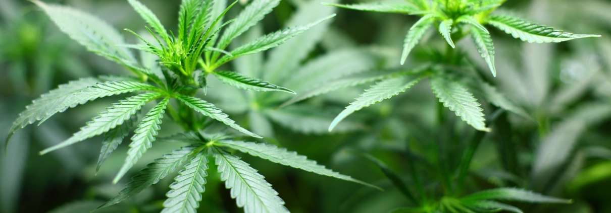 Cannabis-Gesetz