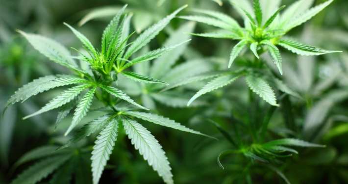 Cannabis-Gesetz