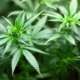 Cannabis-Gesetz